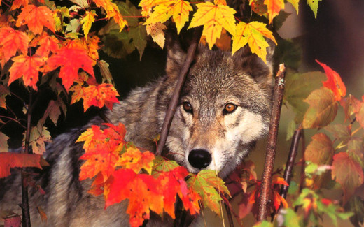 �1759516 �������(a): ����������:1920x1200